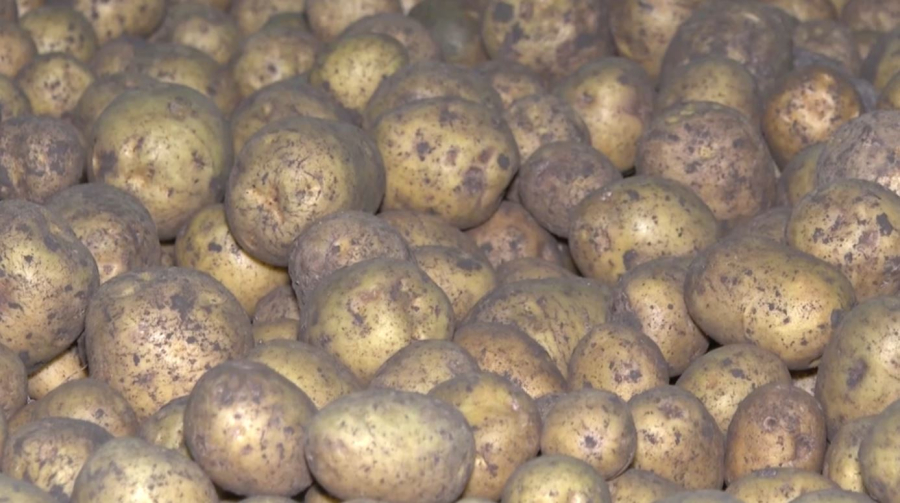 Запасы овощей формируют в стабфонде Актюбинской области