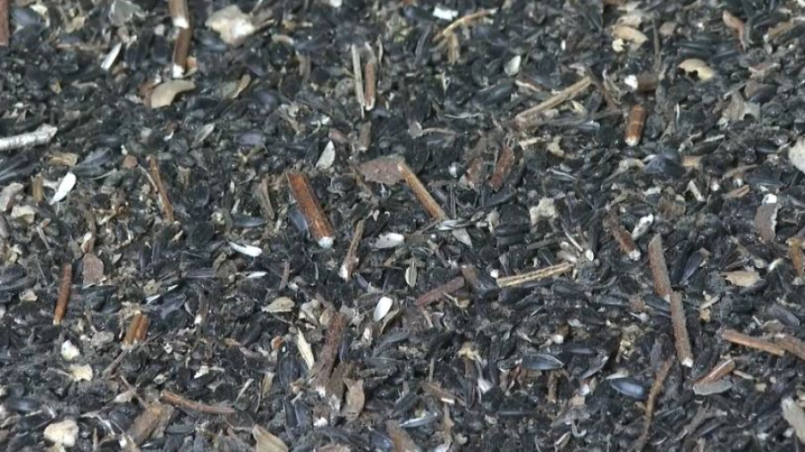 Площади под масличные культуры увеличили в Актюбинской области