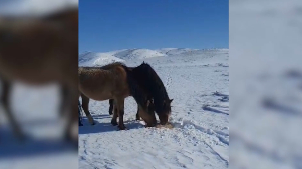 Даладағы жылқы қыстаққа жеткізіледі