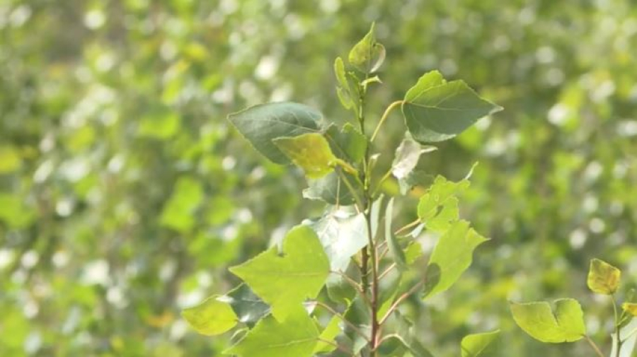 «Зелёная валюта»: как Казахстан зарабатывает на экологии