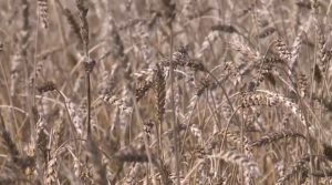 Спрос на казахстанскую пшеницу падает на традиционных рынках