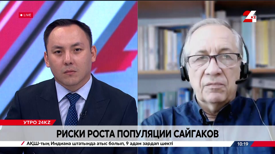 Сайгаки: рост популяции и риски «Құралай». Сергей Скляренко