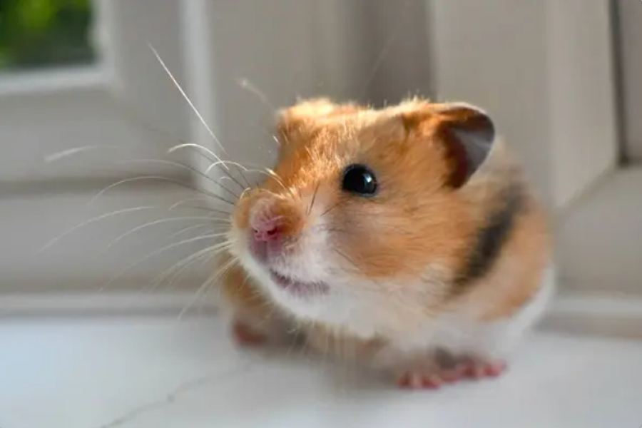 19 хомяков спасли из огня в Алматы