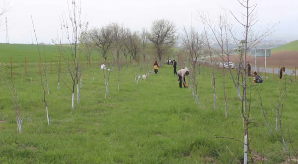 Түркістан облысында 31 мың көшет егілді