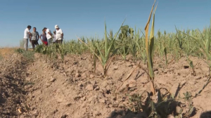 Засуха в Жамбылской области: более ₸3,6 млрд выплатят пострадавшим фермерам