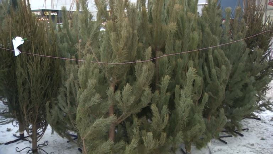 Как выбрать ёлку и не нарваться на штраф