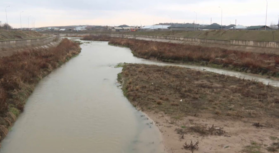 Балық неден қырылды?