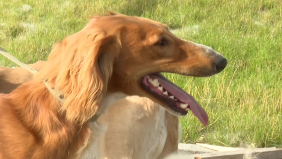 Более 500 щенков тазы вырастил столичный клуб охотников