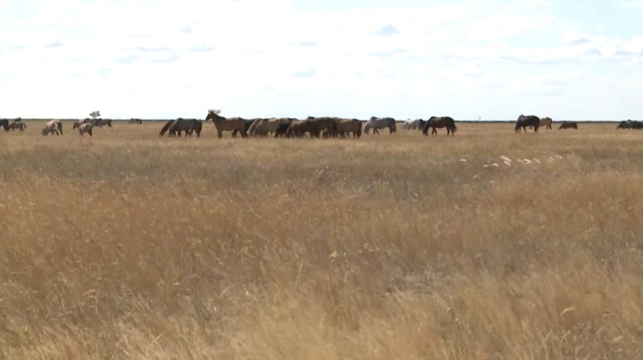 Национальная сельскохозяйственная перепись началась в Казахстане