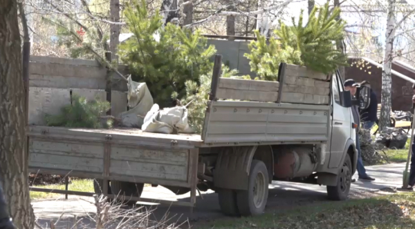 Солтүстік Қазақстан облысында 20 мың жас көшет егілді