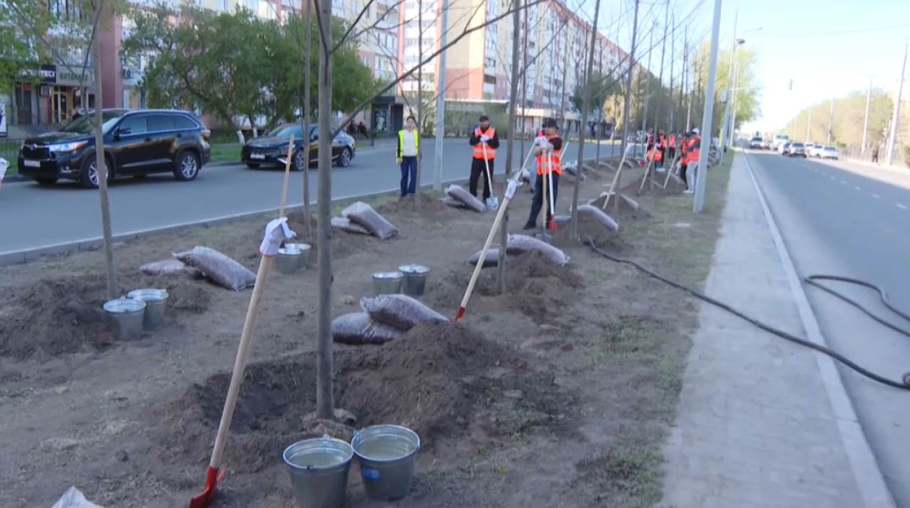 67 тысяч деревьев высадят в Павлодарской области