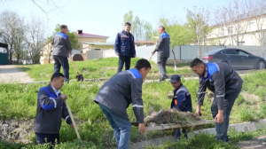 «Таза Қазақстан»: 150 тысяч деревьев посадили в Туркестанской области