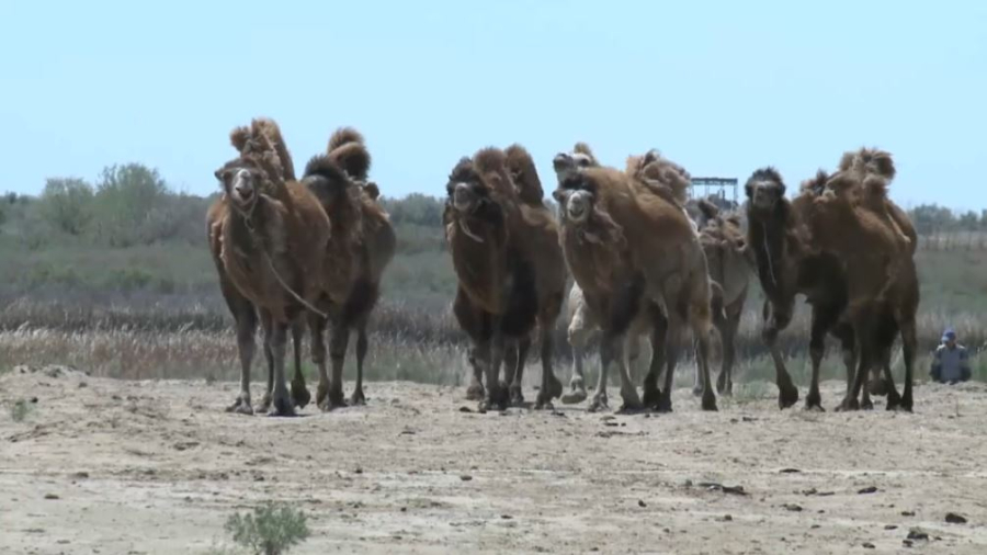 Түйе сүті экспортталады