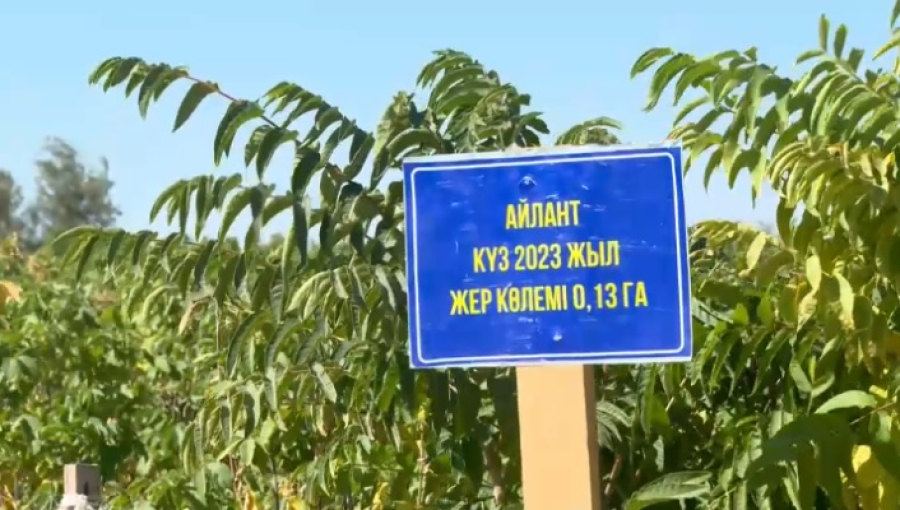 Новый метод озеленения внедрили в Арыси