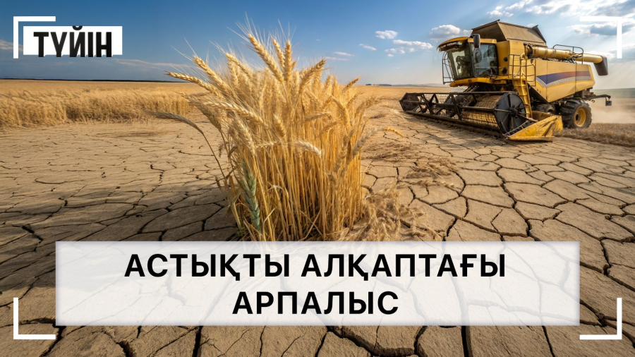 Астықты алқаптағы арпалыс
