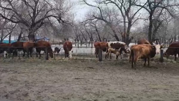 30 мың бас мал қауіпсіз жерге көшірілді