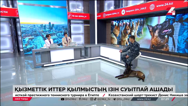 Иісшіл иттің көмегі көп