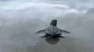 500 детёнышей морских черепах выпустили в море
