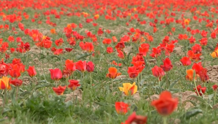 Символ Наурыза – тюльпан