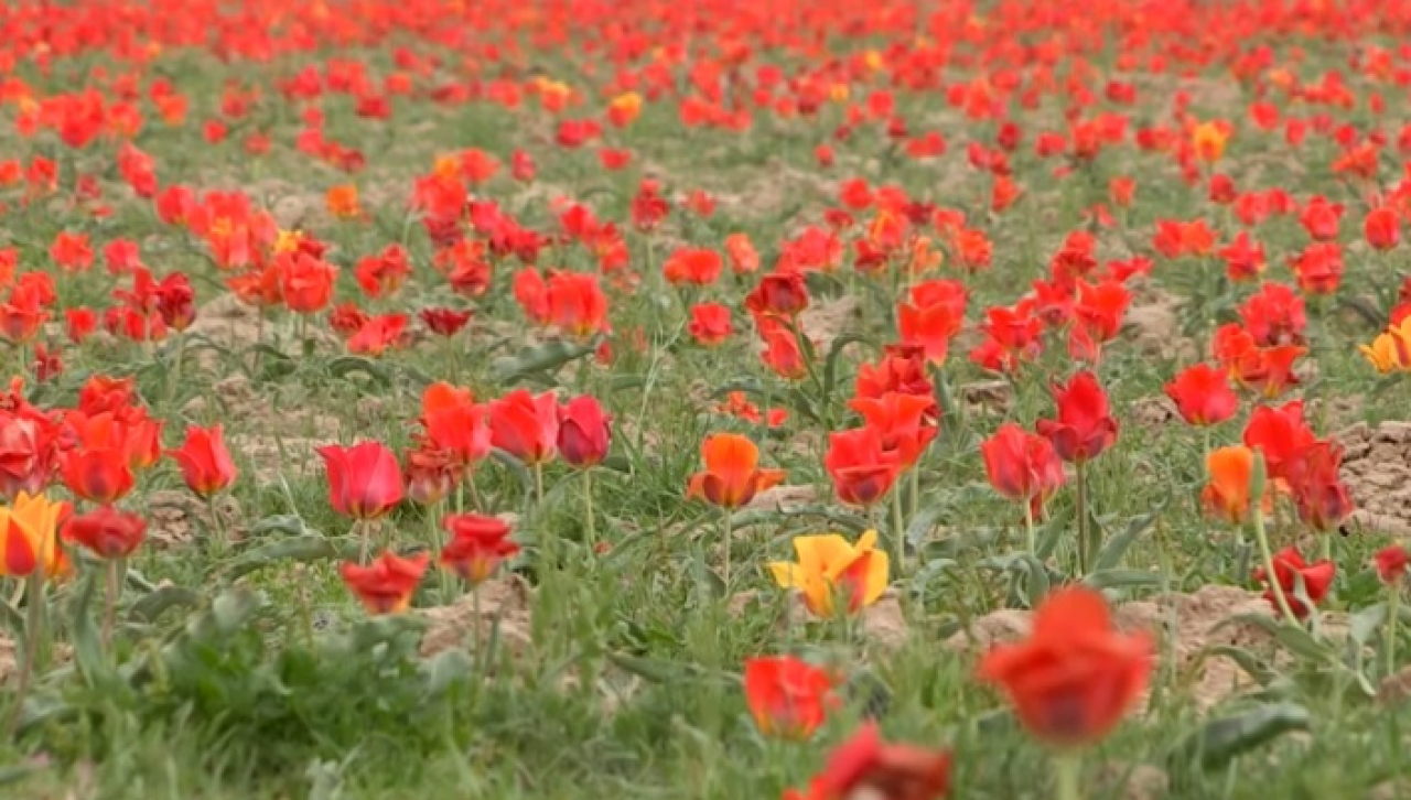 Символ Наурыза – тюльпан