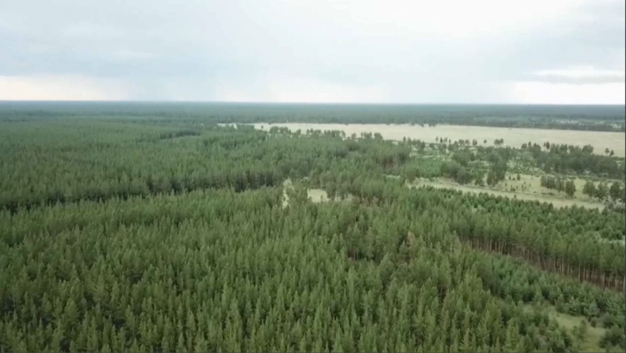 Жыл басынан бері 34 орман өрті тіркелді