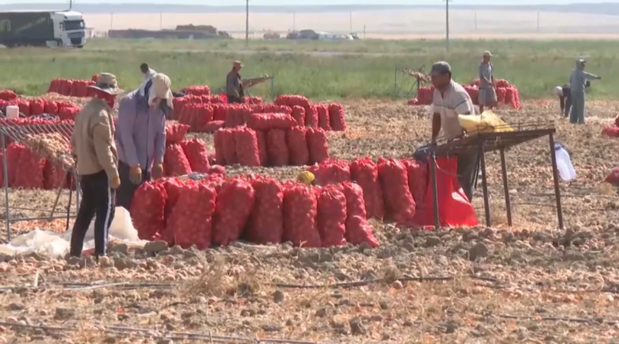 Жамбыл облысында пияз жинау науқаны аяқталуға жақын