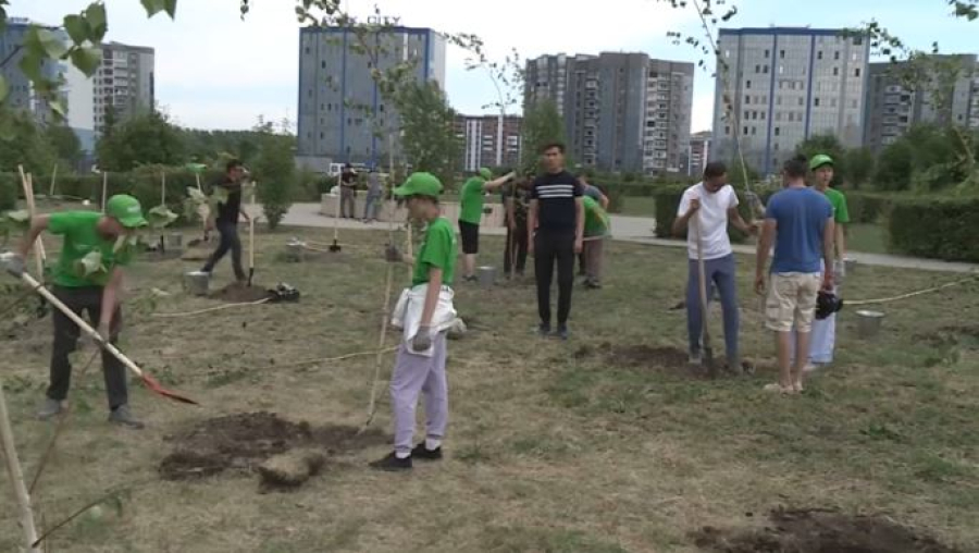 Берёзовую аллею посадили в центре Усть-Каменогорска