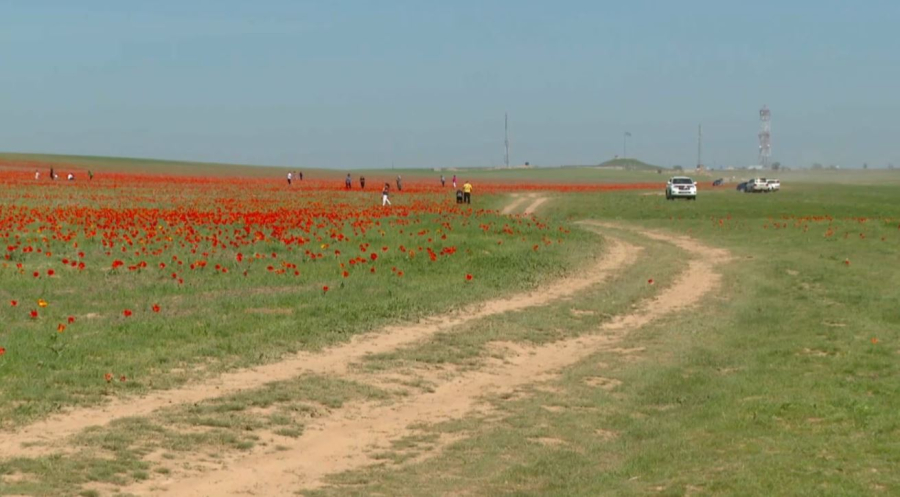 Түркістан облысында қызғалдақты қорғау күшейтілді