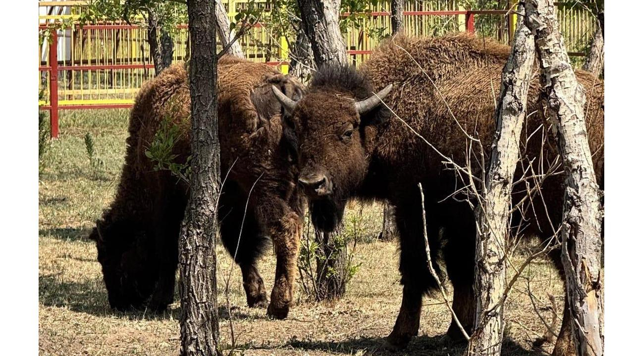 Молодых бизонов купил карагандинский зоопарк