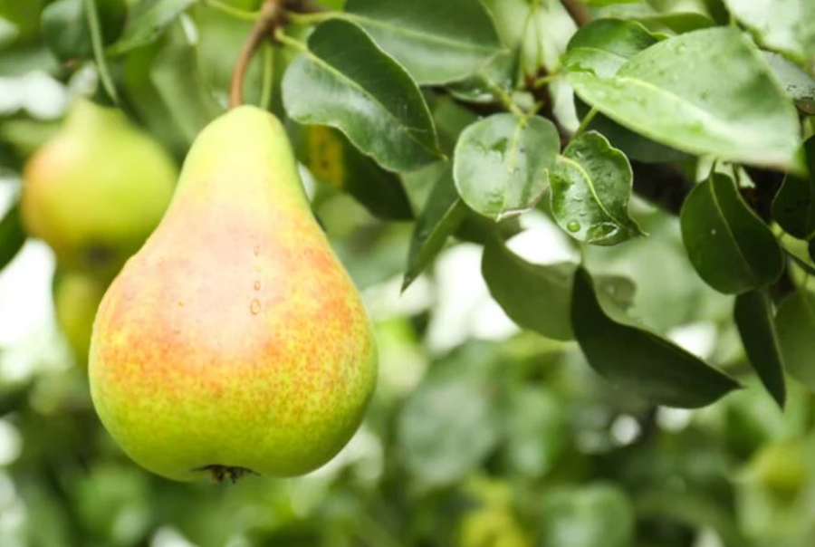 В РК собирают всё меньше фруктов