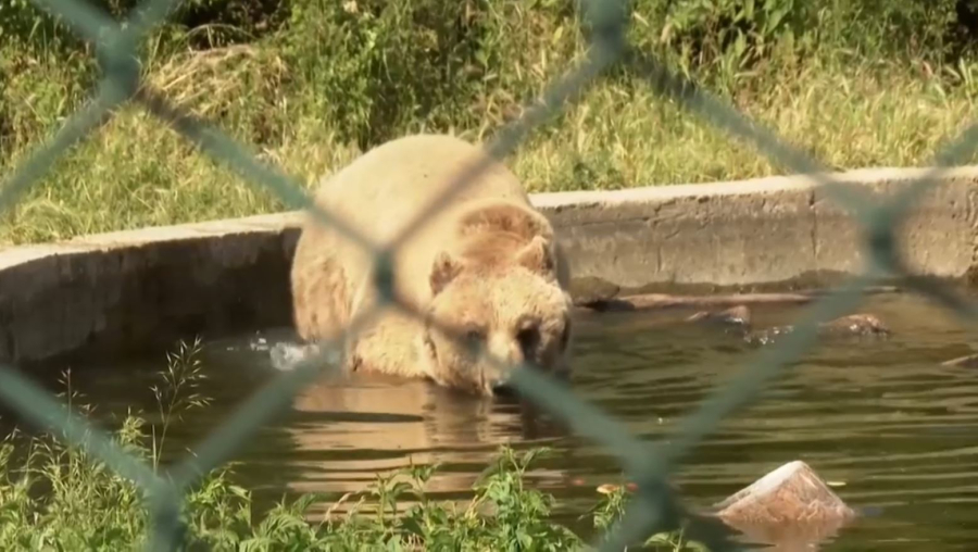 Қорықтар мен зообақтарда жануарларды ыстықтан қорғау шаралары қарастырылды