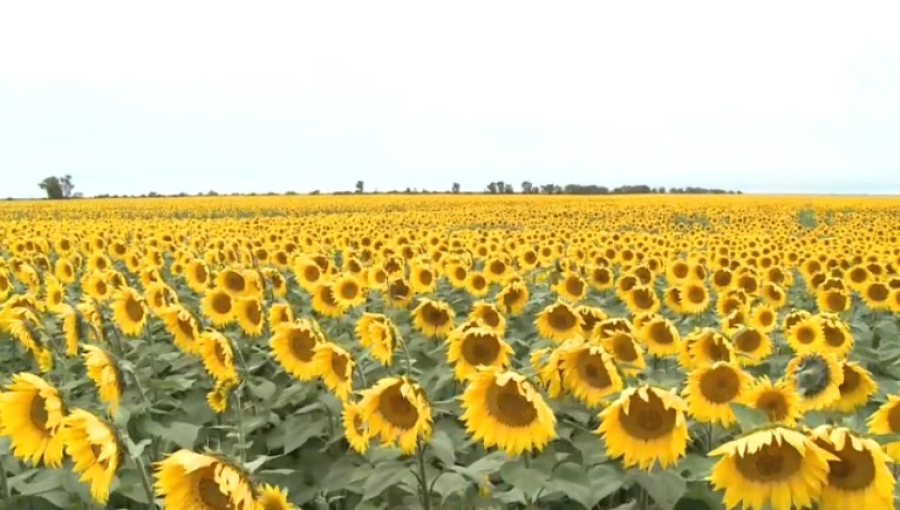 В Казахстане площади посевов масличных культур увеличат до 4 млн га