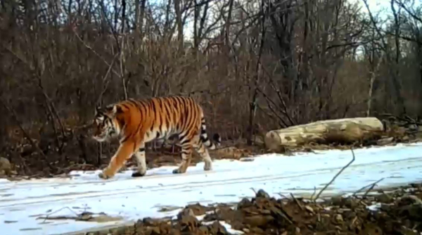 Үндістанда жолбарыс көбейе бастады