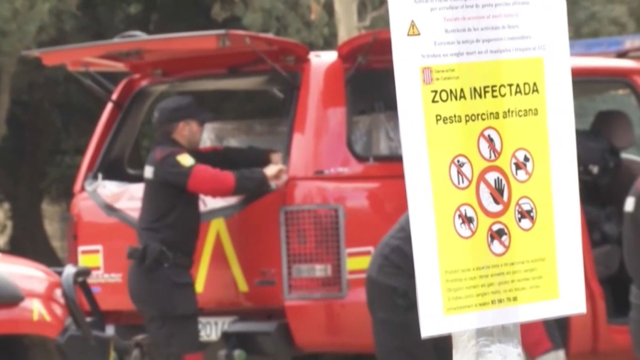 Африкалық доңыз обасы дендеп барады