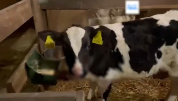 Венгрияда аусыл дерті тіркелді