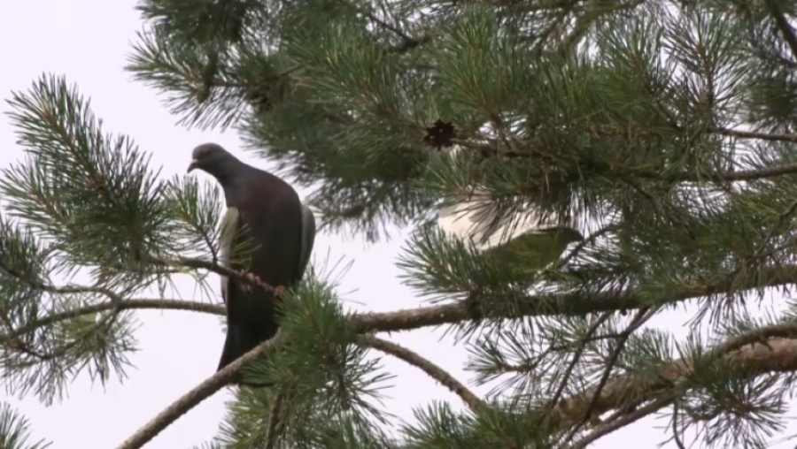 Почему в Алматы стало заметно меньше птиц?