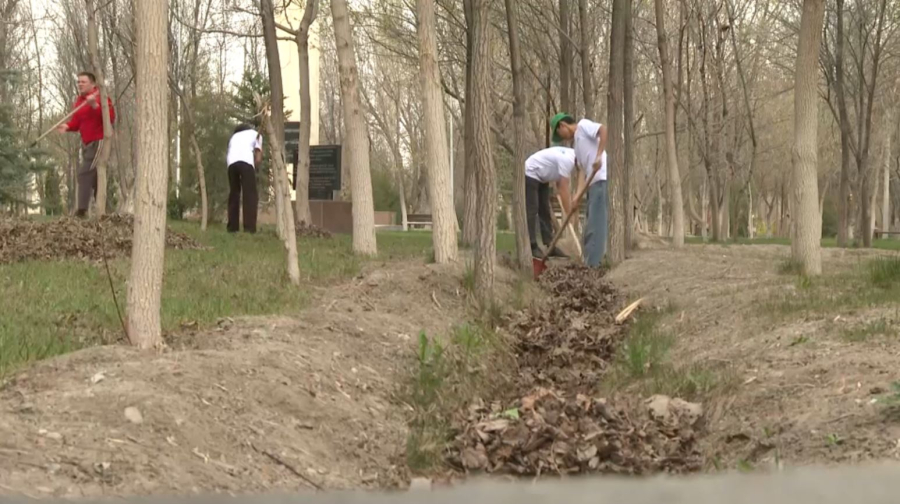 Таза Қазақстан: около 200 тысяч саженцев высадят в Жамбылской области
