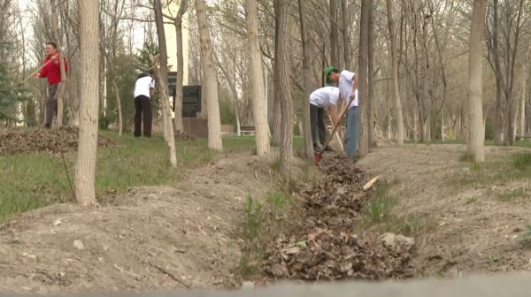 Таза Қазақстан: около 200 тысяч саженцев высадят в Жамбылской области