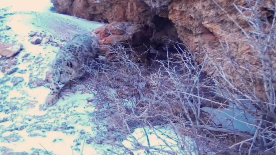 Ақсу-Жабағылы мен Сайрам-Өгемде қар барыстары бейнекамераға түсті