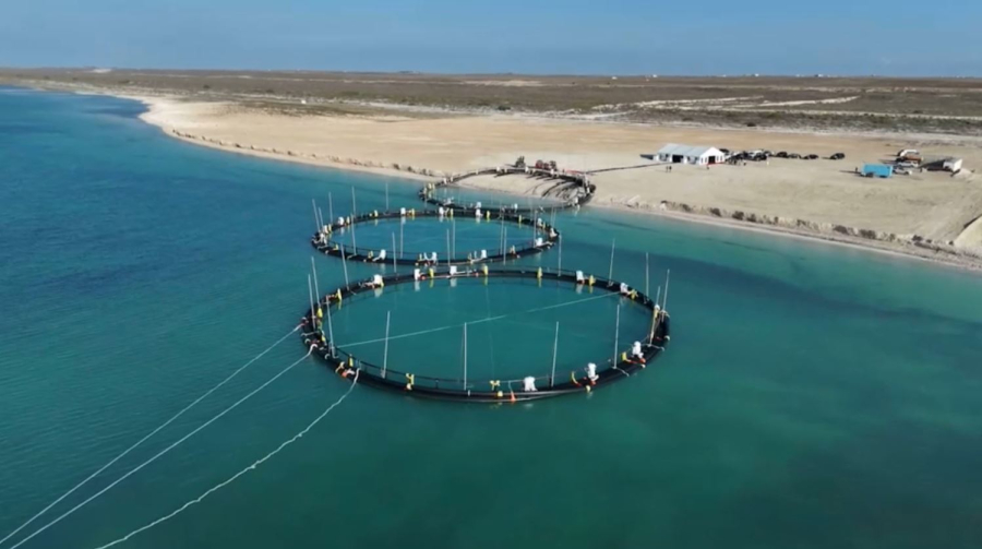 2027 жылға қарай елде балық импорты 67%-ға төмендейді