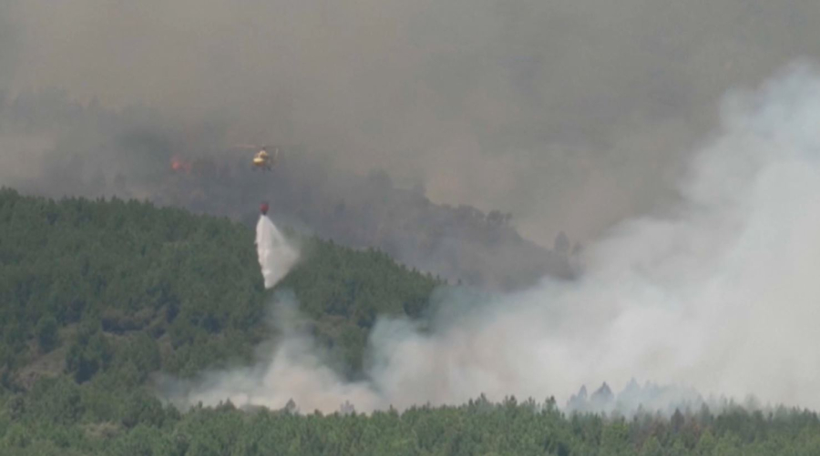 Еуропада 300 мың гектар орман алқабы жойылды