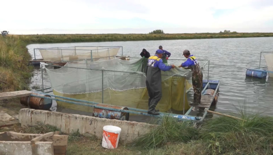 Елде балық тұтыну үлесі артып жатыр