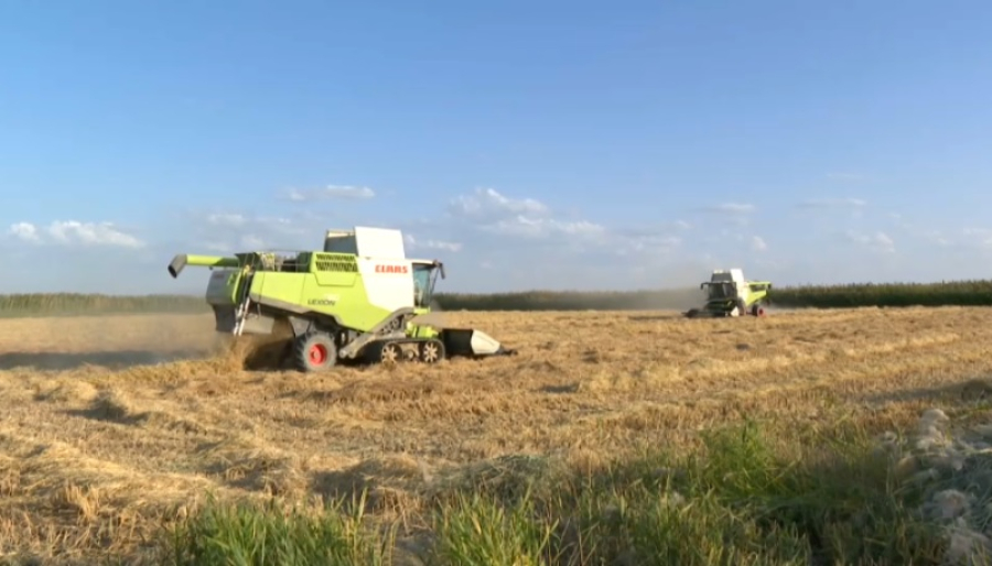 60% урожая риса собрали в Кызылординской области