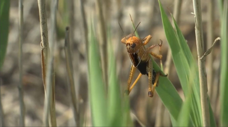 Борьба с саранчой: в Жетысу обработают 114 тысяч га площадей 