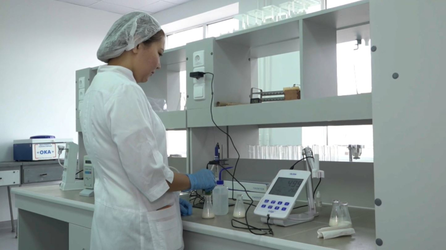 Йогурт и мороженое из верблюжьего молока разрабатывают в ЗКО