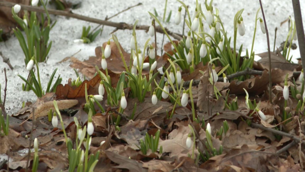 Алматыда бәйшешек гүлдей бастады