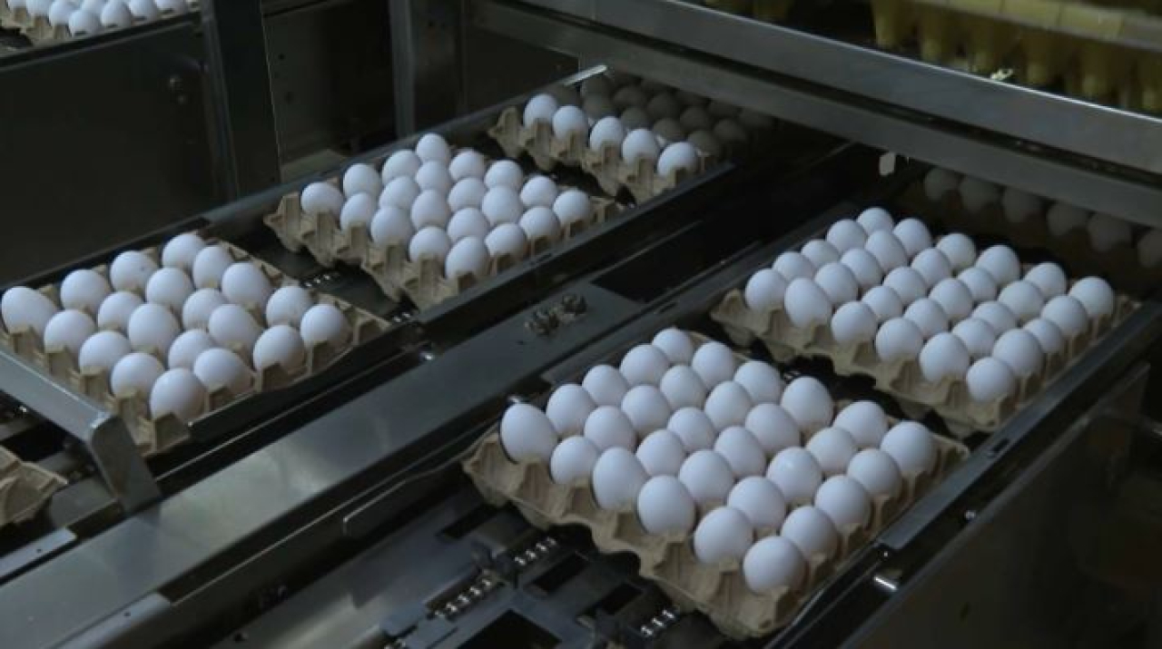 Казахстан вводит запрет на импорт яиц