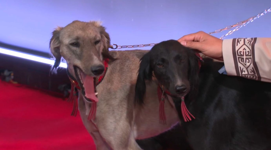 Алматыда «Тазы» деректі фильмінің тұсаукесері өтті