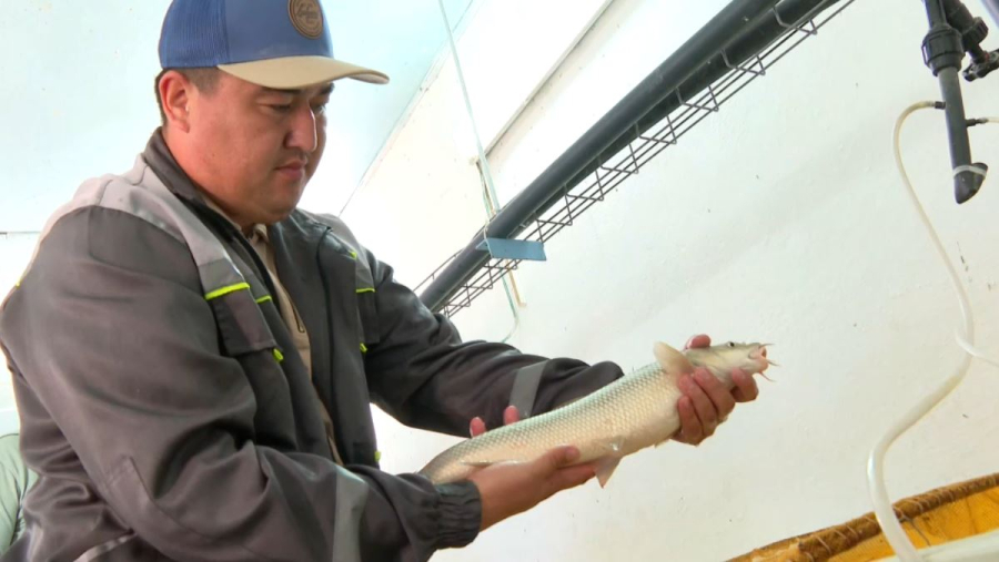 Қызыл кітапқа енген Арал қаязы қолдан көбейтіліп жатыр