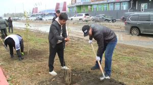 Около 100 саженцев тополя высадили на аллее в Актобе